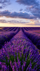 Fototapeta premium Vibrant rows of purple lavender stretch towards a dramatic, colorful sunset sky, creating a serene and picturesque landscape.