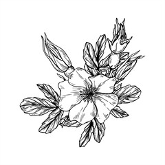 Monochrome blooming wild roses with buds and leaf branch vector bouget painted by black inks. Rose hip flower graphic illustration for wedding invitation, rustic design, vintage minimalistic decor