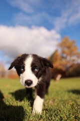 A black and white dog is walking on a grassy field