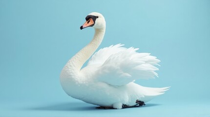 Fototapeta premium White Swan Sitting on Blue Background with Bright Lighting for Nature and Wildlife Content