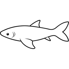 Obraz premium fish isolated on white