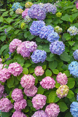 Hydrangea bush with beautiful pink and blue flowers (Hydrangea macrophylla)