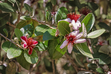 Buds and showy flowers of Pineapple Guava tree.  Feijoa sellowiana