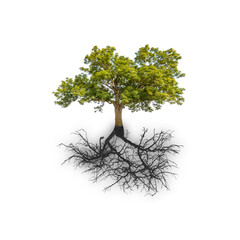 Arbre complet armure et racines 