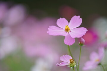 ピンク色のコスモスのアップ(6)