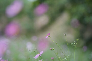 コスモス畑で咲くピンク色のコスモス(1)