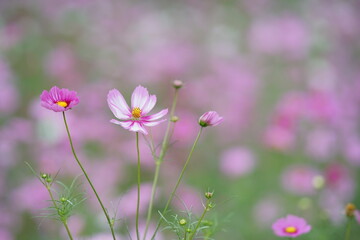 コスモス畑で咲くピンク色のコスモス(2)
