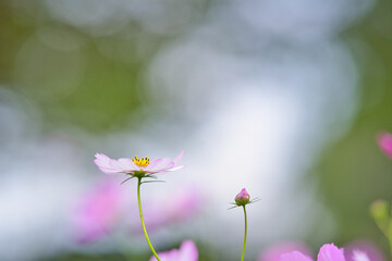 ピンクの縁取りの白いコスモス(1)