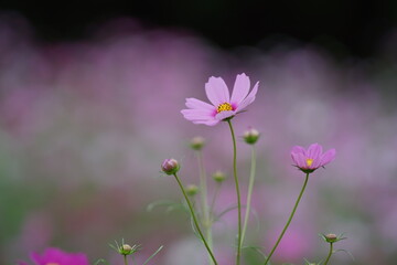 ピンク色のコスモスのアップ(1)