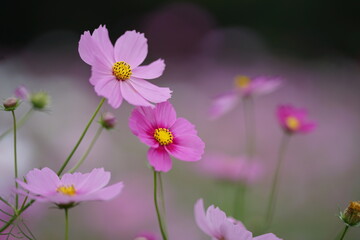 ピンク色のコスモスのアップ(3)