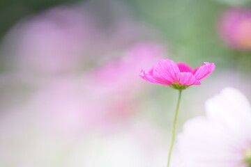 濃いピンク色のコスモスのアップ(1)