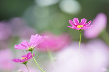 濃いピンク色のコスモスのアップ(2)