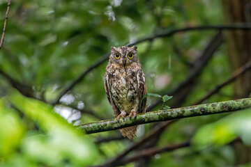 Oriental Scops Owl, Kathmandu Valley, Nepal.