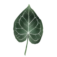 Watercolor Tropical Alocasia Leaf Illustration