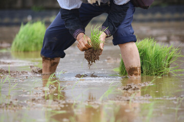 田植えをする男性