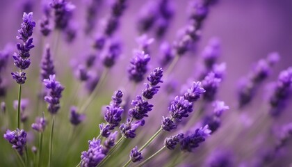 Obraz premium lavender field in provence france