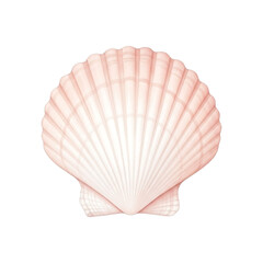 Fototapeta premium Pale Pink Scallop Shell Isolated on Black seashell