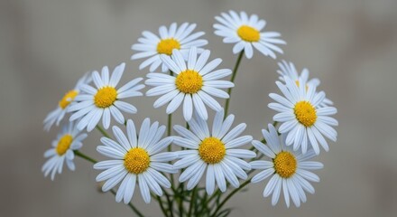 Obraz premium Closeup of a beautiful bouquet of white daisies with bright yellow centers in full bloom