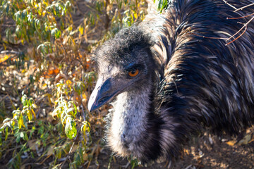 Ostrich with a dirty face and a black and white head. The bird is looking at the camera