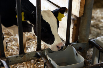 Cute calf near fence inside cowshed in dairy farm