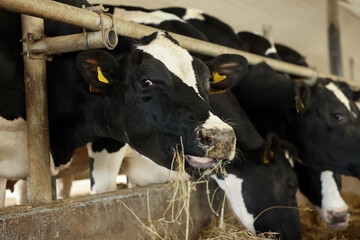 Cute cows eating hay near fence inside cowshed in dairy farm
