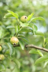 Pear tree branch with fruits in garden, closeup