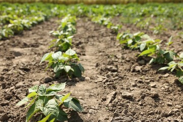 Soy plants with green leaves growing in field, closeup