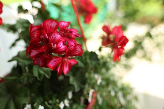 Beautiful potted Pelargonium plant with red flowers outdoors, closeup