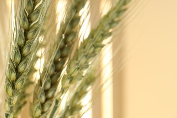 Green wheat spikes on blurred beige background, macro view