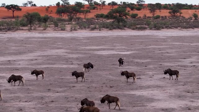 Aerial view of a herd of gnu in the vast and barren Kalahari Desert, Hardap, Namibia.