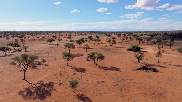 Aerial view of the vast kalahari desert with arid landscape and scattered trees under a serene sky, Hardap, Namibia.