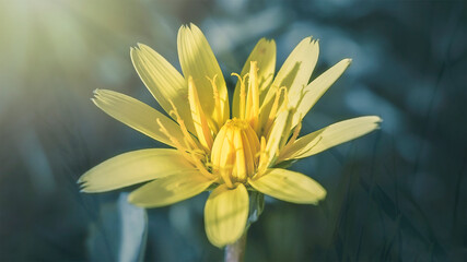 Fototapeta premium Fleur de pissenlit-crepis