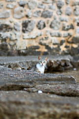 curious cat looking