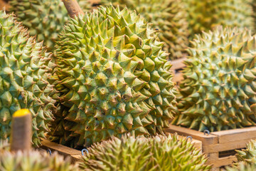 Fresh tropical durian fruits displayed at a market stall. Colorful display of exotic Durio zibethinus fruits at Phuket market, Thailand
