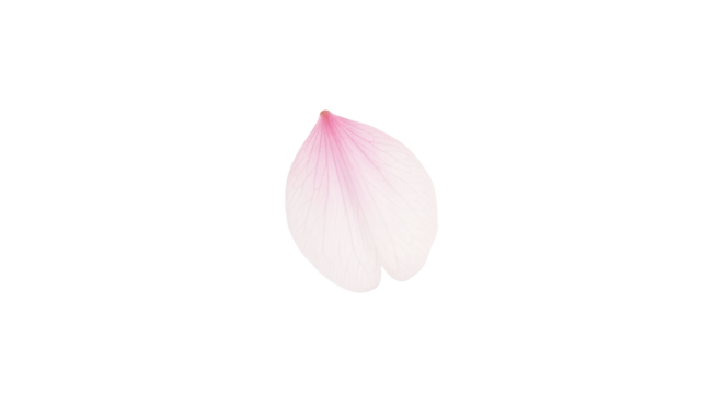 single delicate pink flower petal perfect for beauty spa designs