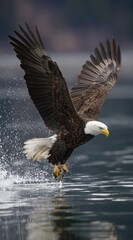 Obraz premium Bald eagle soaring above water with wings fully extended, holding prey
