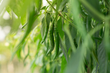 Close-up of green chilies growing on a plant with lush leaves in a garden.