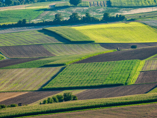 Maisfelder im Sommer