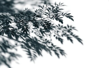 Close-up of dark, patterned leaves on branches, soft shadows