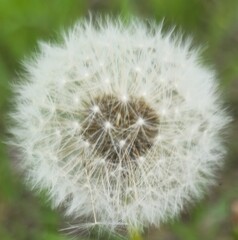 Obraz premium dandelion seed head