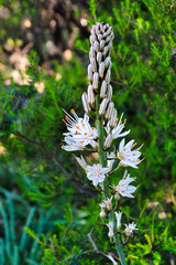 Flor blanca de gamón o gamonita entre hierbas verdes, planta silvestre en su entorno natural de la...