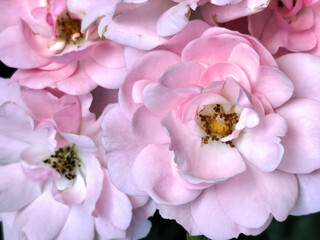 Close-up of delicate pink roses in full bloom, showcasing soft petals and vibrant yellow centers.