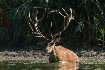 A beautiful deer with big antlers bathes in the Danube river
