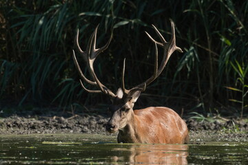 A beautiful deer with big antlers bathes in the Danube river