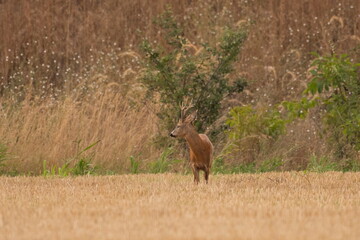A beautiful roe deer in the field