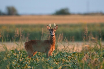 A beautiful roe deer in the field