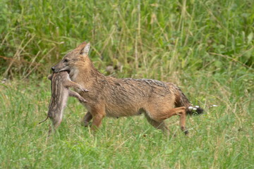 Golden jackal with prey in mouth