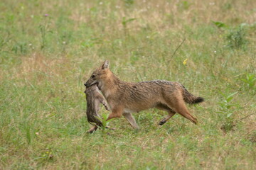 Golden jackal with prey in mouth