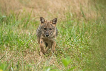 Naklejka premium Golden jackal puppies