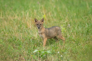 Golden jackal puppies